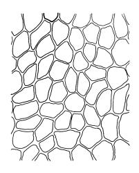 Buxbaumia aphylla, exothecial cells. Drawn from A.J. Fife 7323, CHR 406488 and K.W. Allison 634, CHR 532687. 
 Image: R.C. Wagstaff © Landcare Research 2014 